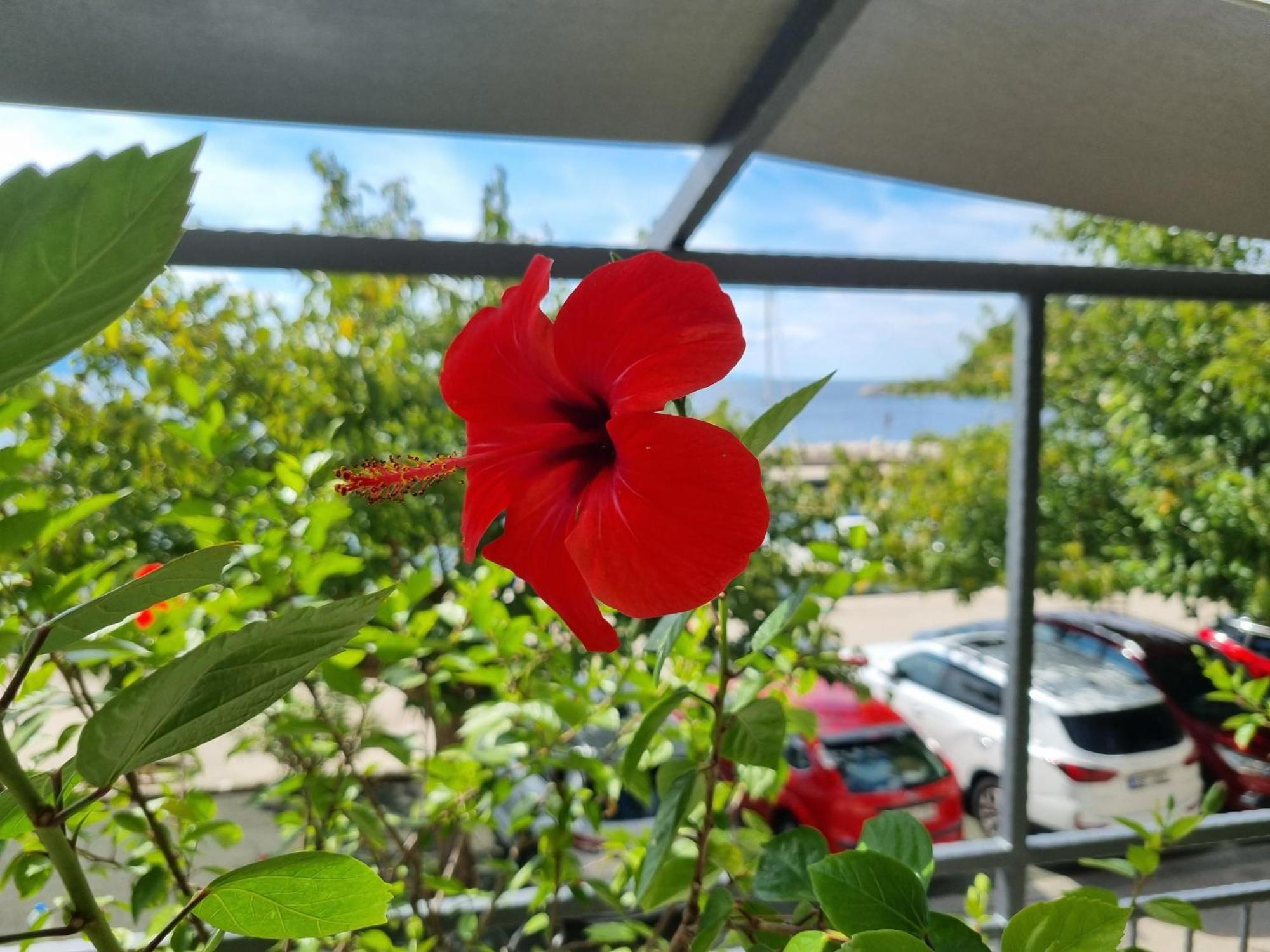 Apartman Ruza Podgora Exterior foto